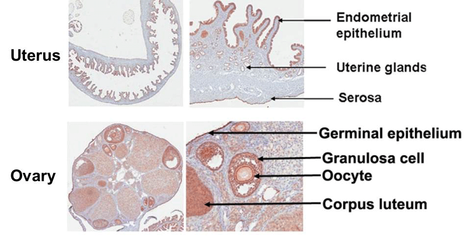 uterus - endometrial epithelium, Uterine glands, Serosa Ovary - Germinal epithelium, Granulosa call, Oocyte, Corpus luteum